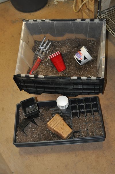 Containers for starting seedlings can be drinking cups, cottage cheese and yogurt containers as well as commercial plant trays and coir fiber pots. Use a fine texture soil mix for your starter soil.  (Pat Munts/For The Spokesman-Review)