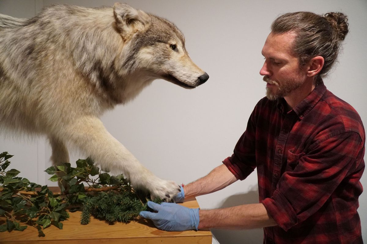 Jordan Davis, exhibition production manager, positions a wolf mount as part of the Yellowstone exhibit.  (KEN STRANIERE PHOTOS, Center of the West)