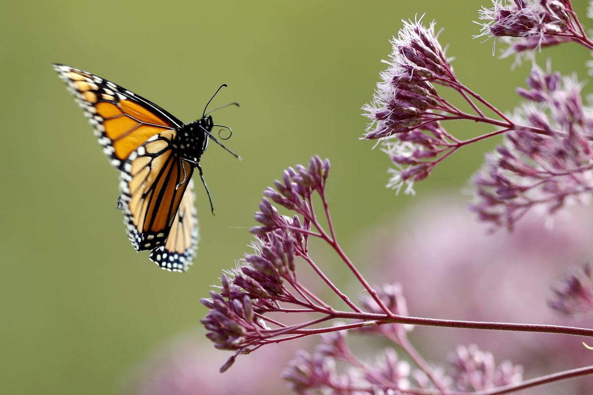 A Monarch butterfly flies to Joe Pye weed in August 2019 in Freeport, Maine. Monarch butterflies are among well-known species that best illustrate insect problems and declines, according to University of Connecticut entomologist David Wagner, lead author in a special package of studies released Monday, written by 56 scientists from around the globe.  (Robert F. Bukaty)