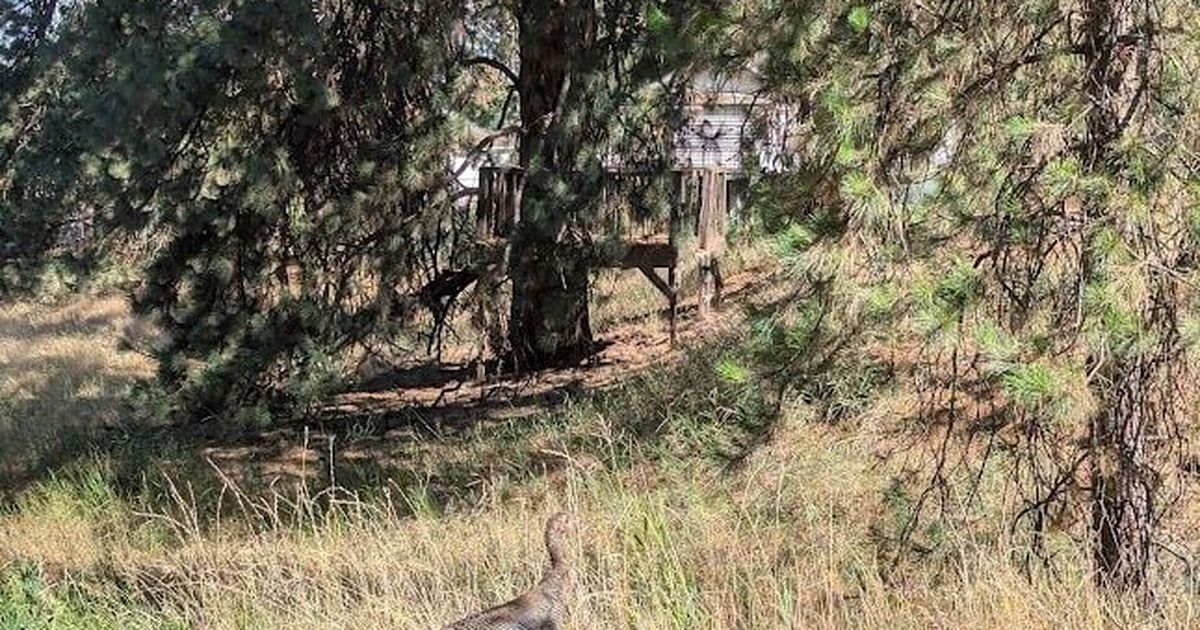Gardening: Turkeys aren’t usually a problem for gardens, but can become aggressive in urban areas