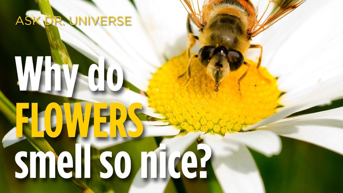 Ask Dr. Universe Why do flowers smell so nice? The SpokesmanReview