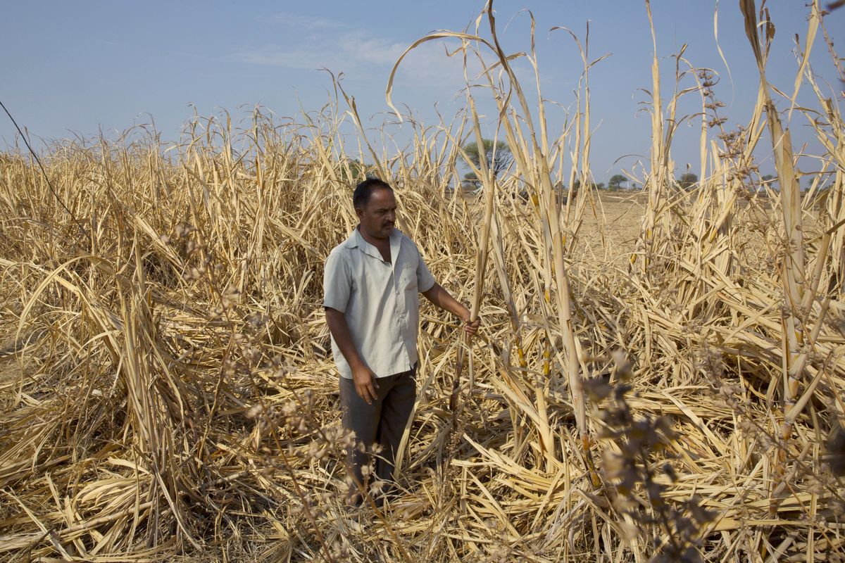 In this May 11, 2016, file photo, Indian farmer Anant More inspects his  failed crop of sugarcane, destroyed due to drought in Marathwada region, in the Indian state of Maharashtra. Researchers report a link between crop-damaging temperatures and suicide rates in India. (Manish Swarup / Associated Press)