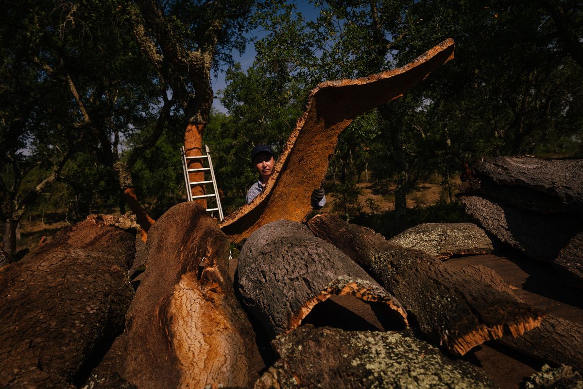 Alona Kozma harvests cork in June in Coruche, Portugal's cork capital. Such work has been happening for thousands of years, but cork is now experiencing a boom amid the search for plastic alternatives. MUST CREDIT: Jose Sarmento Matos for The Washington Post  (Jose Sarmento Matos/For The Washington Post)