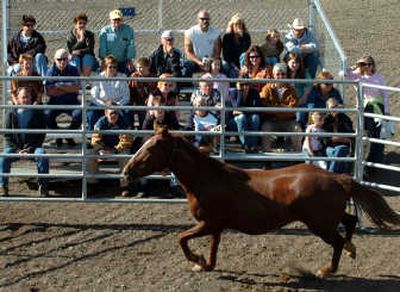
A wild horse trots around a corral during a gentling demonstration at the Kootenai County Fairgrounds on Friday. It was a preview of today's auction of animals rounded up by the Bureau of Land Management.
 (Jesse Tinsley / The Spokesman-Review)