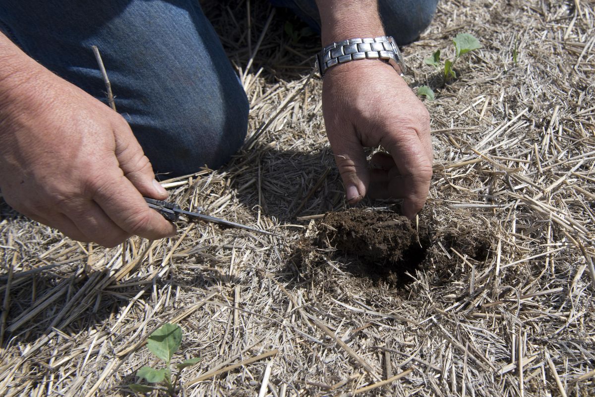 Bob Sievers shows the moisture retained in his soil on May 4 near Spangle. (Tyler Tjomsland / The Spokesman-Review)