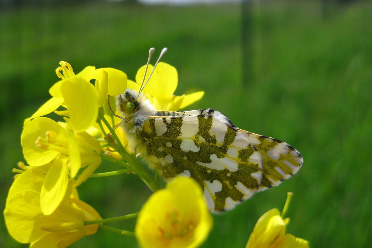 An island marble butterfly adult on its host plant. (US Fish and Wildlife Service)