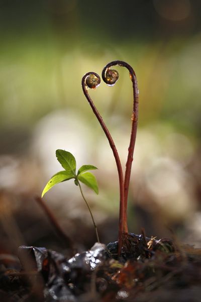 A pair of ferns appear to be nuzzling as they begin to unfurl their fiddlehead fronds on a warm and sunny morning in Freeport, Maine, Friday, May 6, 2011. Boiled or steamed fiddleheads are a traditional dish in Maine and the Canadian Maritimes. (Associated Press)