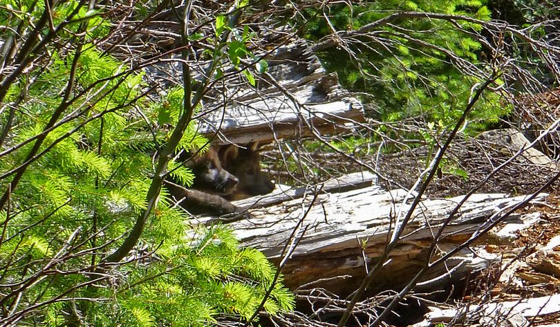 Two of wolf OR7’s pups peek out from a log on the Rogue River-Siskiyou National Forest, June 2, 2014. (U.S. Fish and Wildlife Service)