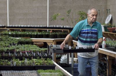 Darrell Ravine organizes trays of plants in the Opitz Greenhouse at the Spokane Valley Senior Center at CenterPlace.
(The Spokesman-Review)