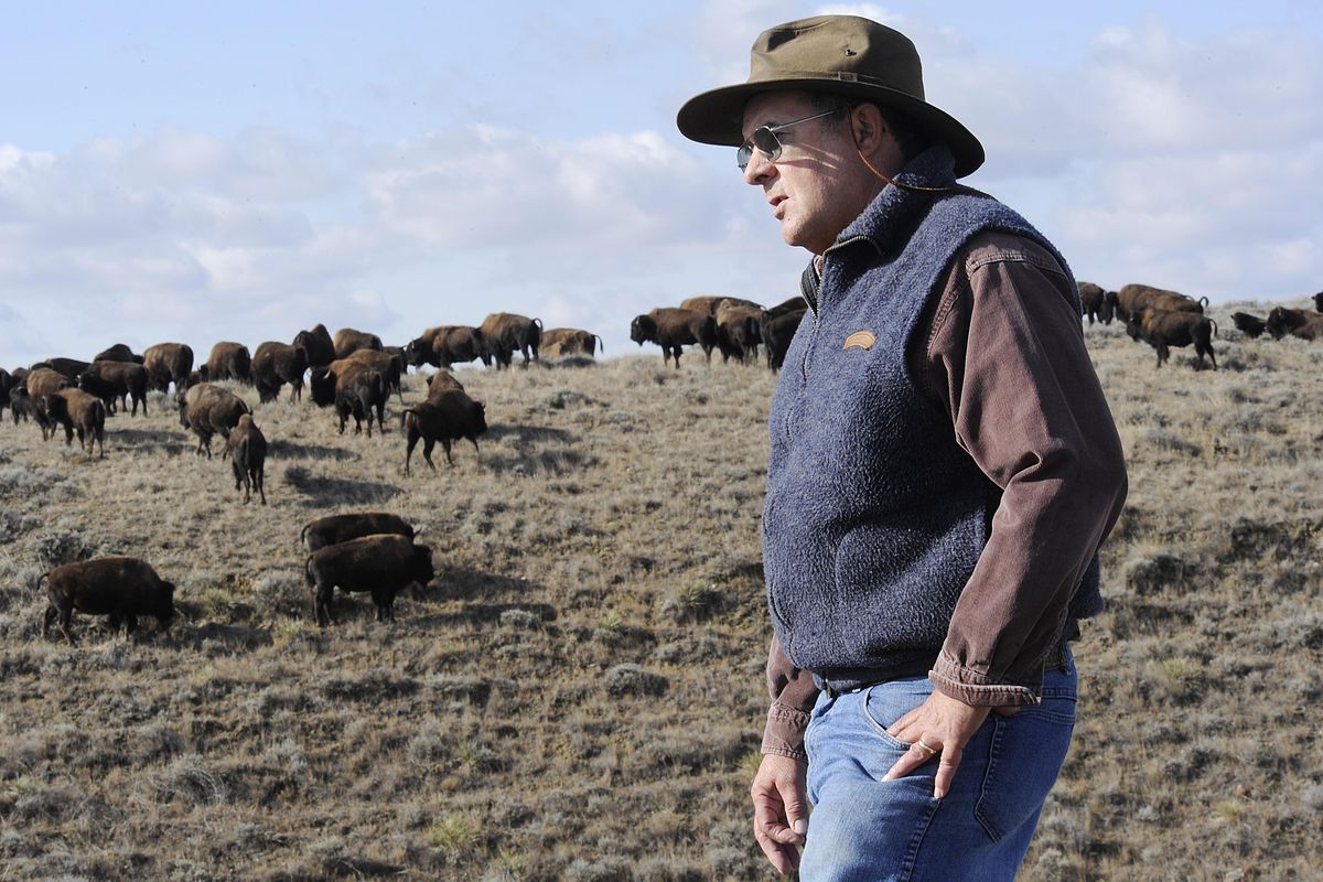 Dennis Lingohr manages about 100 bison on the American Prairie Foundation’s Prairie Project refuge south of Malta, Mont. The group has plans to expand the numbers.  (Associated Press)