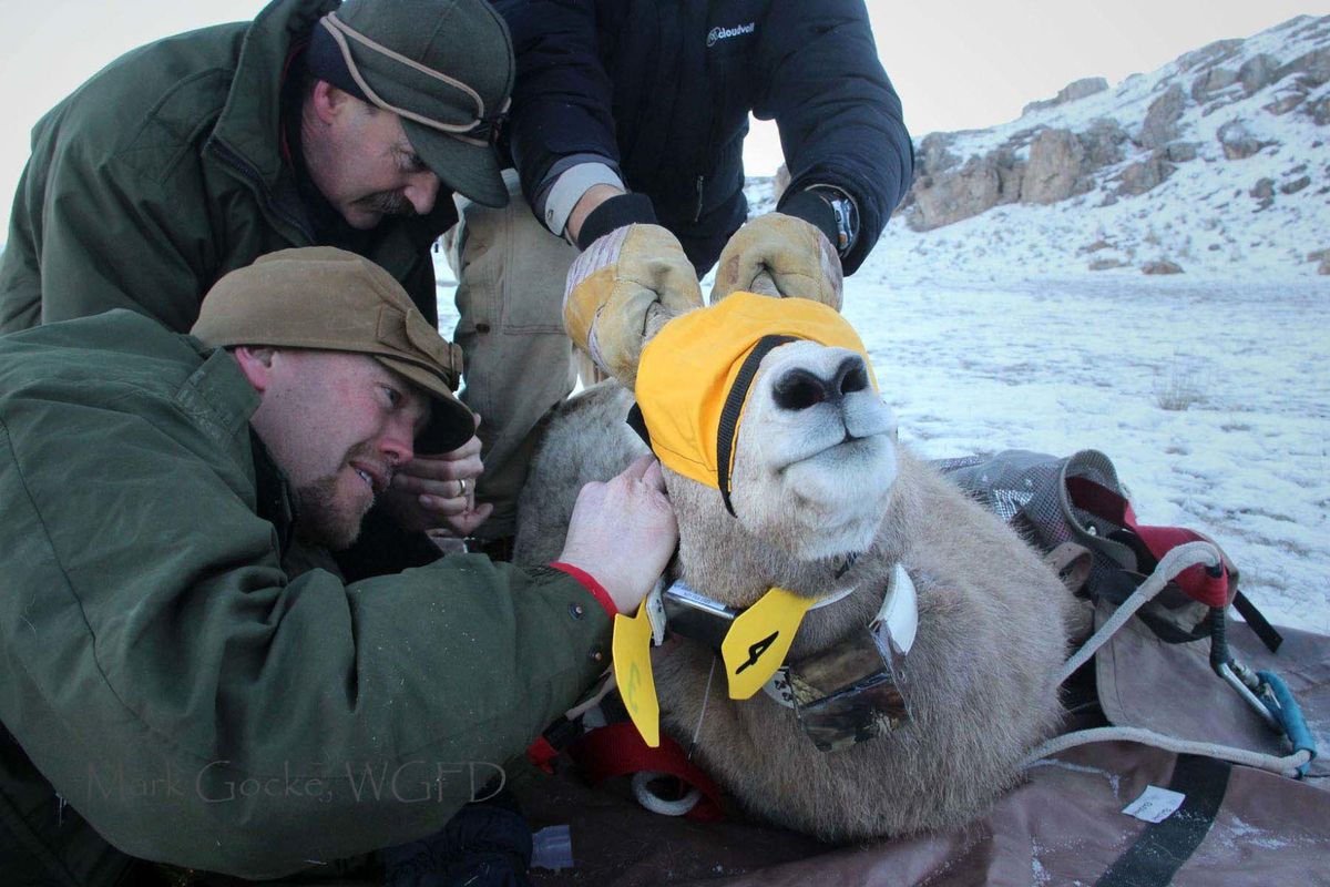 Jackson, Wyo., Game Warden Jon Stephens puts a GPS collar on a ewe bighorn sheep near Curtis Canyon northeast of Jackson in 2014. (Wyoming Game and Fish / Courtesy)