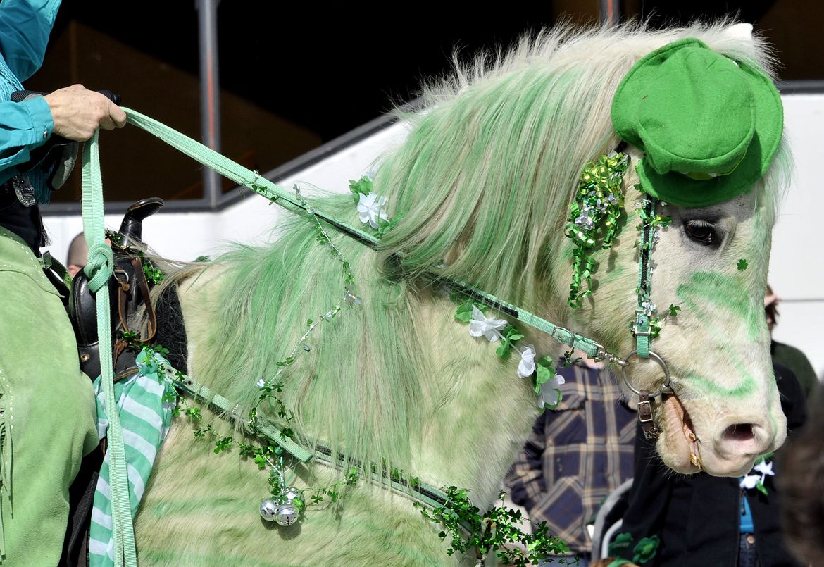 decorating horse for st patricks day