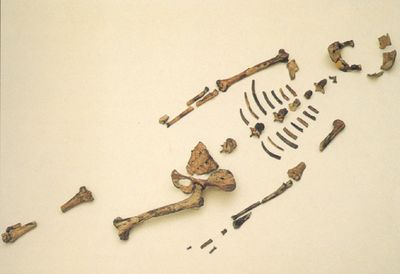 Fossil remains of Australopithecus afarensi, known as Lucy, are shown in 2004, in Addis Ababa, Ethiopia. The fossil is currently on display at the Pacific Science Center in Seattle.  (File Associated Press / The Spokesman-Review)