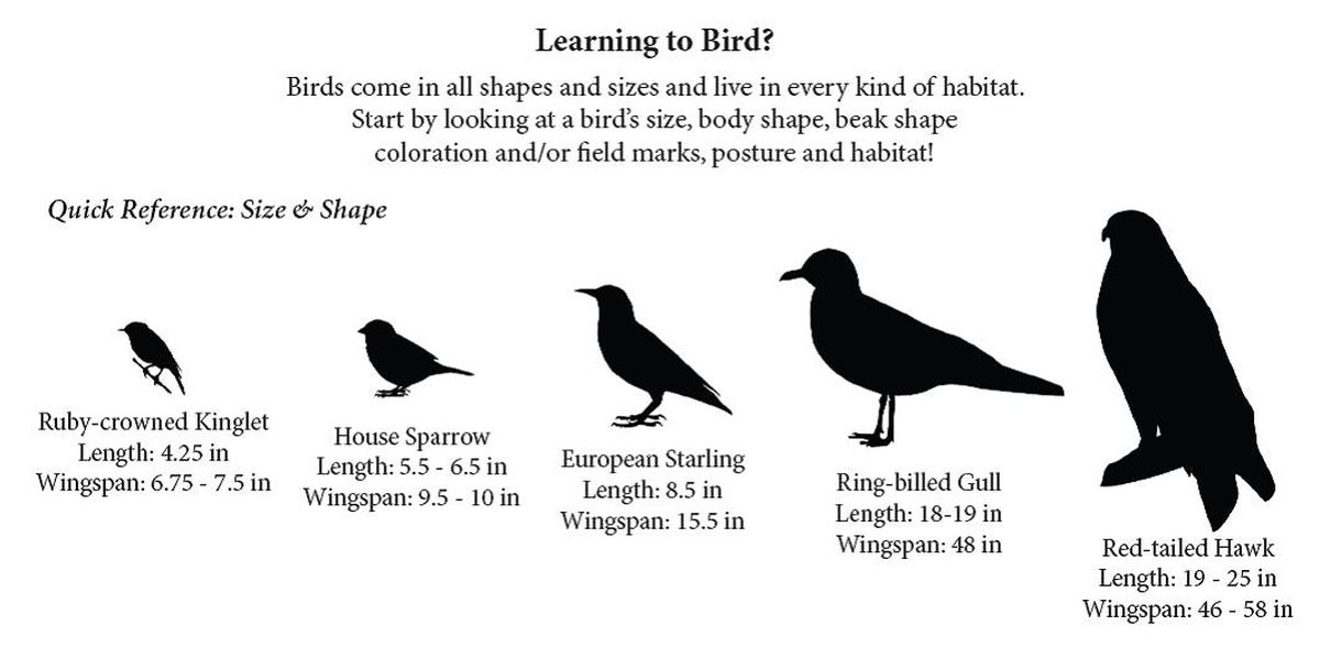 Текст сравнение птиц размер и цвет. Размеры птиц. Сравнение размеров птиц. Средние по размеру птицы. Городские птицы.