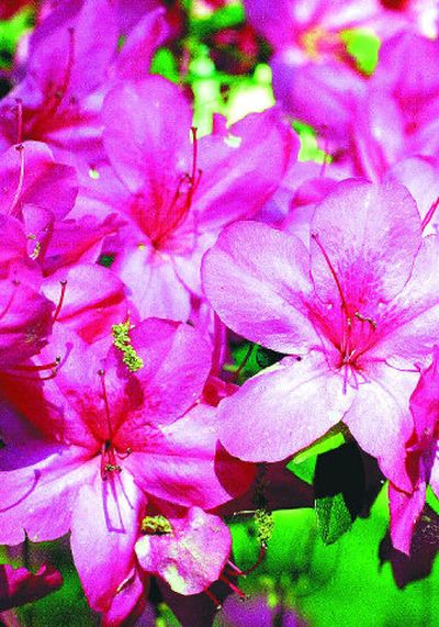 Plant a range of early, mid- and late-season bloomers to keep your azalea garden active.
(Associated Press / The Spokesman-Review)