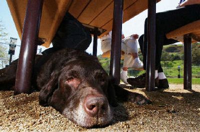 
Boredom is often the trigger for a dog's destructive behavior around the house when its owners are gone.
 (File/Associated Press / The Spokesman-Review)