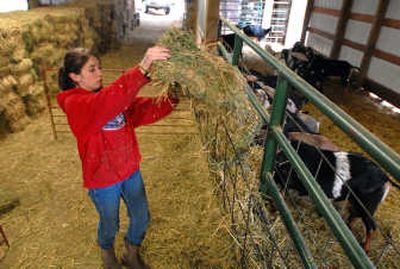 
Alyssa Janke, 12, of rural Cheney, feeds the family goat herd on May 13 at KnH Ranch. 
 (Jesse Tinsley / The Spokesman-Review)