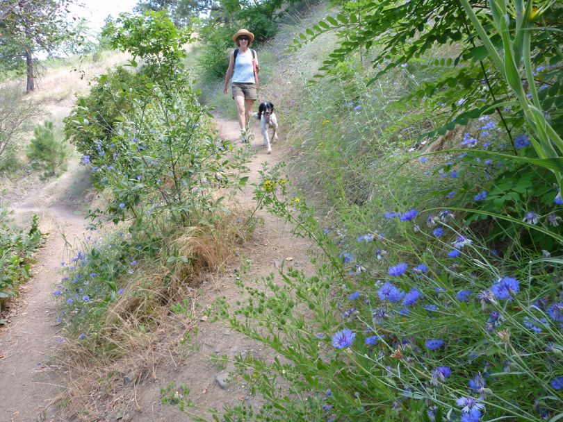 Dog walking is popular on the South Hill bluff trails.  (Rich Landers)