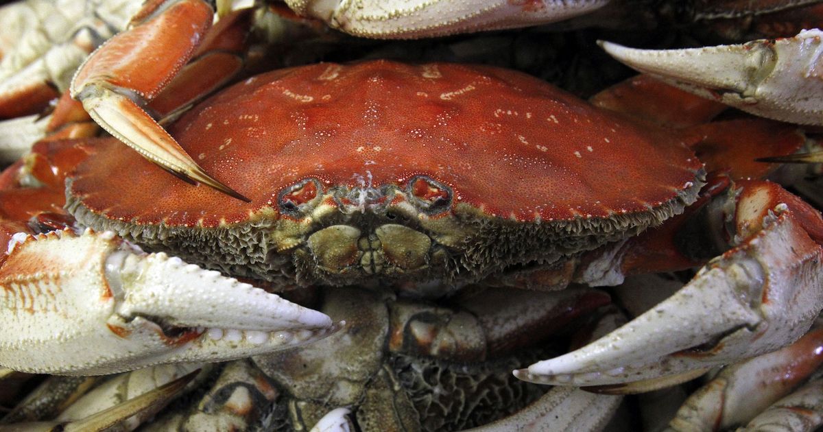 Washington state delays Dungeness crab season The SpokesmanReview