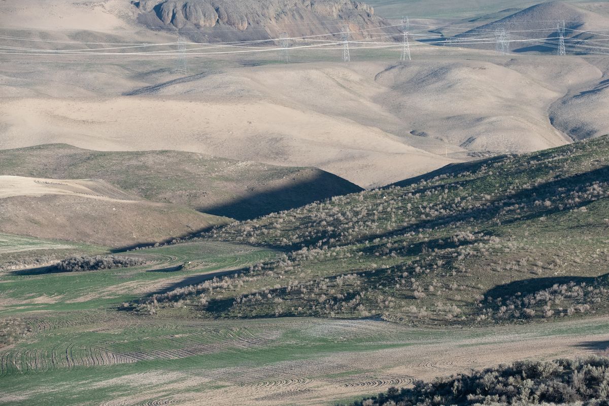 The difference between native shrub lands as seen on the right side of this photo, and agricultural lands, is clear in this April 5, 2021 photo.  (Eli Francovich/The Spokesman-Review)