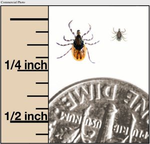 Ixodes scapularis (deer tick) adult female on left, nymph on right. (Marc C. Dolan / Centers for Disease Control and Prevention)