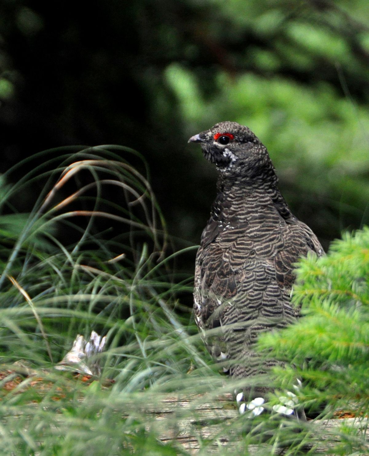 Proposals call for starting forest grouse seasons later in September with reduced limits. (Rich Landers)