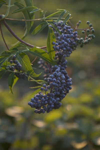 The elderberry tree gives more than just great-tasting fruit; it gives you vitality, good health and a flu-free winter. (Maryjane Butters / United Feature Syndicate)