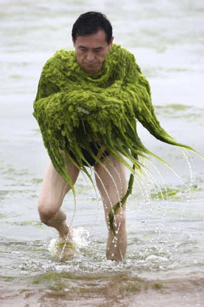 Swimmer removes blue-green algae from water in Qingdao. Associated Press
 (Associated Press / The Spokesman-Review)