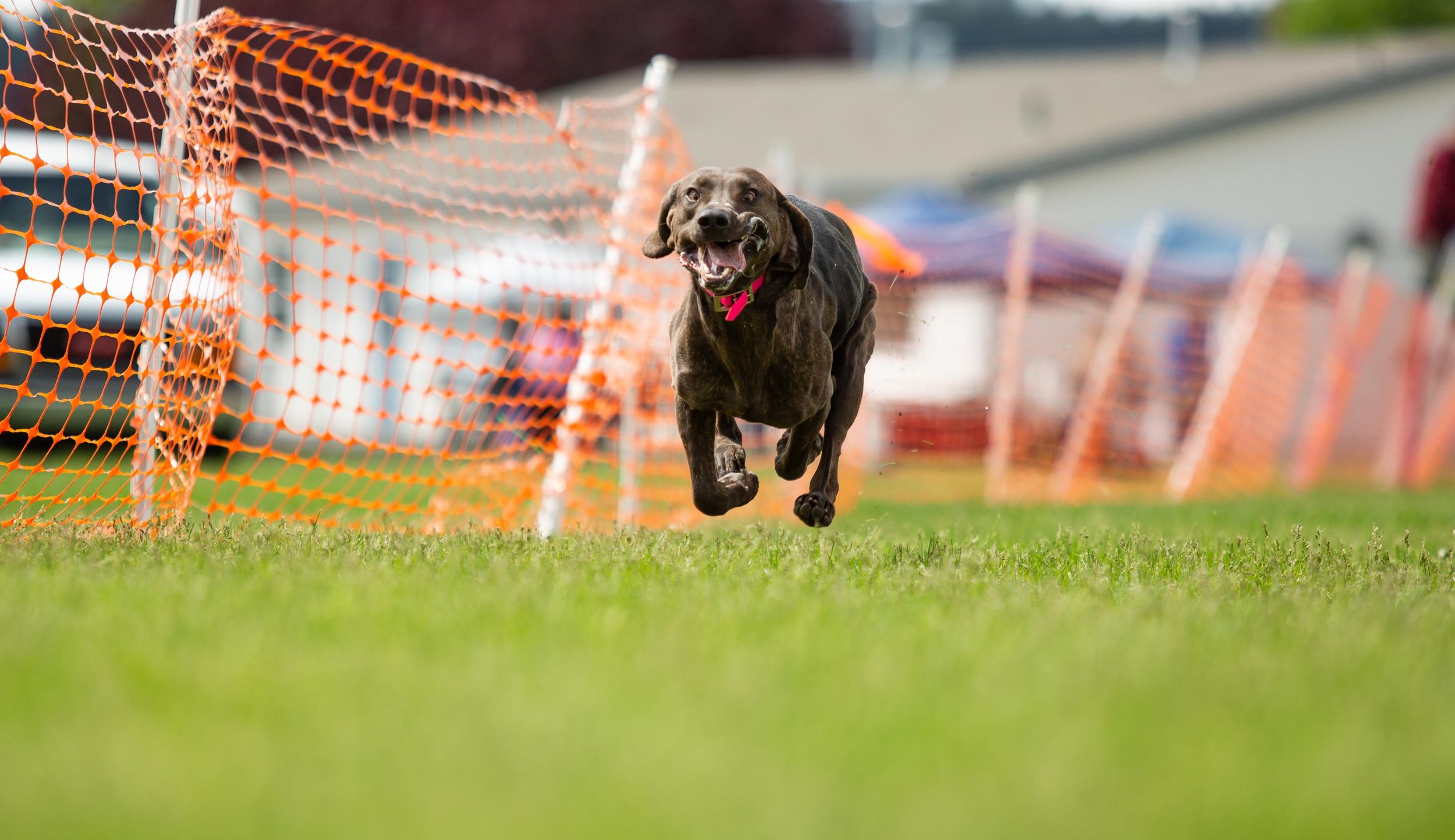 2019 Spokane Kennel Club Dog Show at the fairgrounds - May 26, 2019