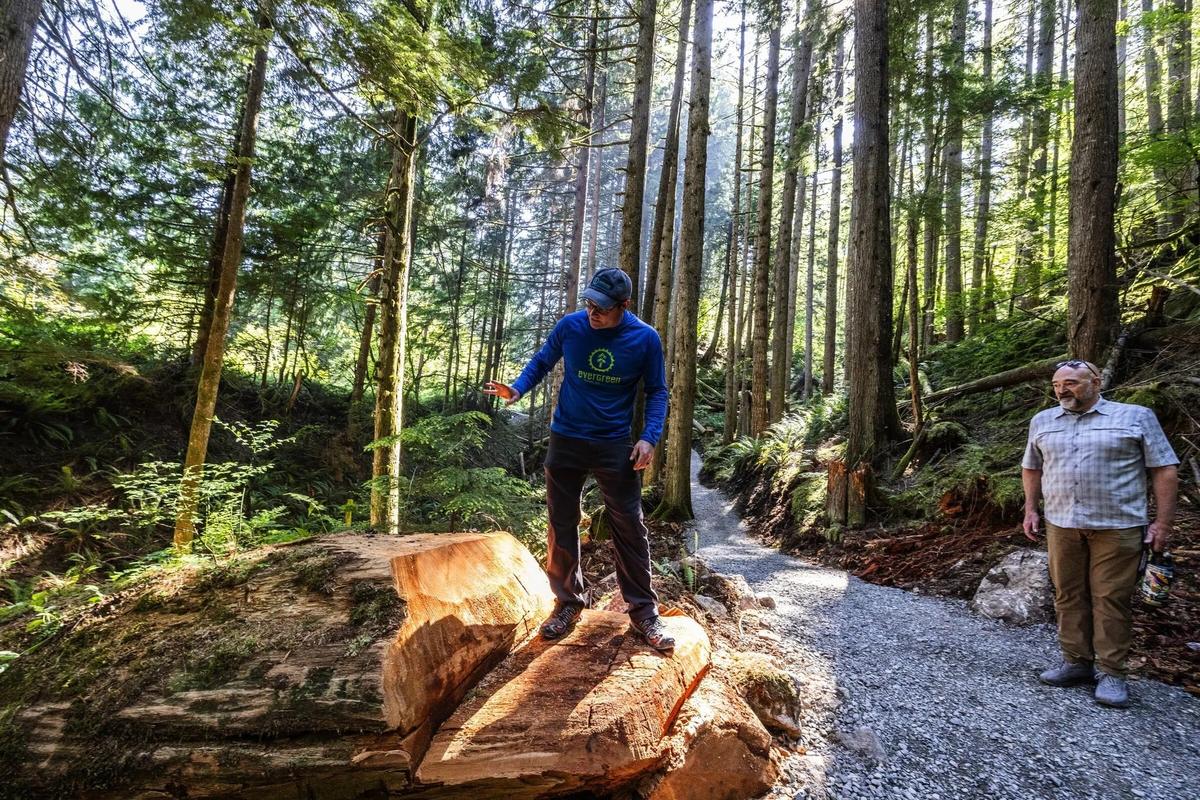Scott Miller, of Evergreen Mountain Bike Alliance, demonstrates on July 7 how a tree (not felled by December’s storm) had to be cut in half, a big piece removed and then notched to create a line-of-sight for trail users, during a tour of a new detour in North Bend, Wash. (Ken Lambert/Seattle Times)