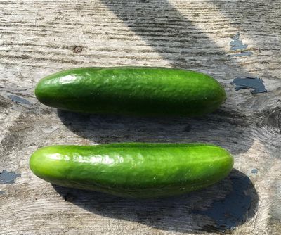 As members of the cucurbit family, cucumbers are easy to grow and very productive when given a vertical support to climb. (Susan Mulvihill/For The Spokesman-Review)