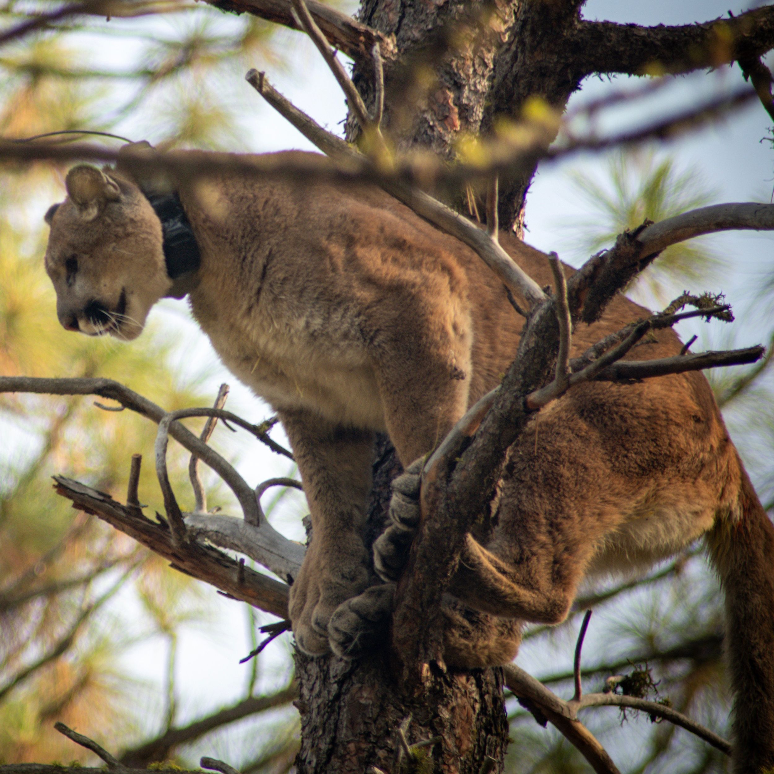 Learning from cats: Cougar spotted at Riverside State Park now part of  research project | The Spokesman-Review