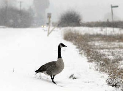 
This  goose appeared to have lost its flock Sunday and spent part of the morning pecking through an alfalfa field near West Newman Lake Road and Starr Road in Spokane Valley. 
 (J. Bart Rayniak / The Spokesman-Review)