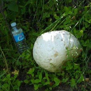 Puffball mushroom. (Ed Cairns)