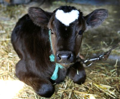 ORG XMIT: XITS103 Nineteen-day-old ox 