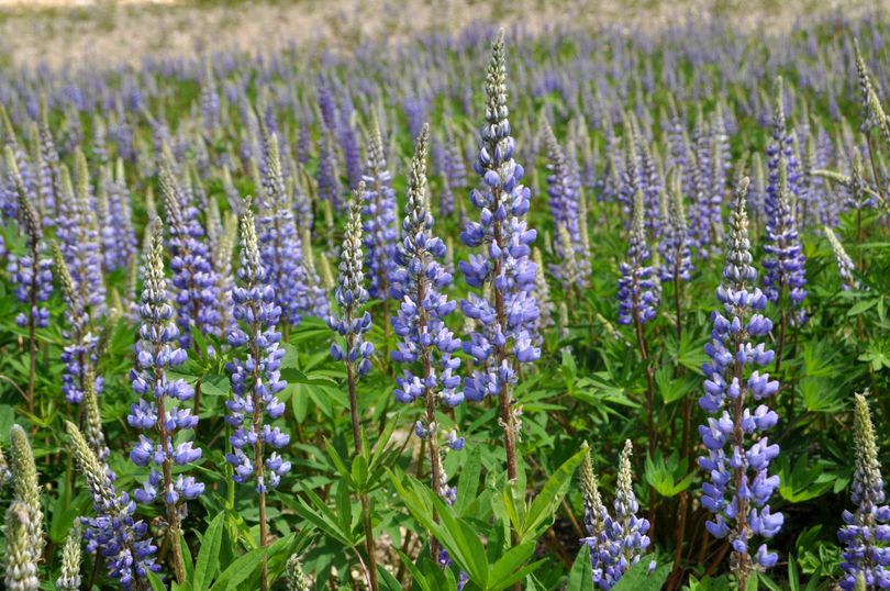 Lupine blooming at Mount Spokane State Park near Quartz Mountain. (Rich Landers)