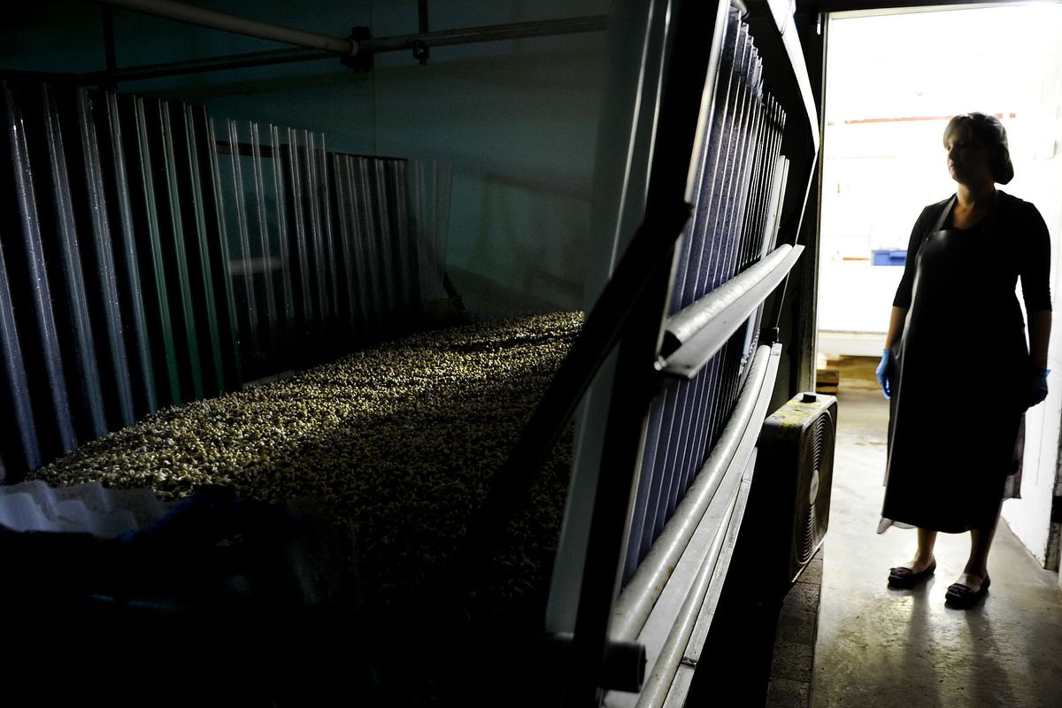 “These have to stay in the dark,” Jolene Scharf said about mung beans in a warehouse at Evergreen Produce in Moyie Springs, Idaho. (Kathy Plonka)