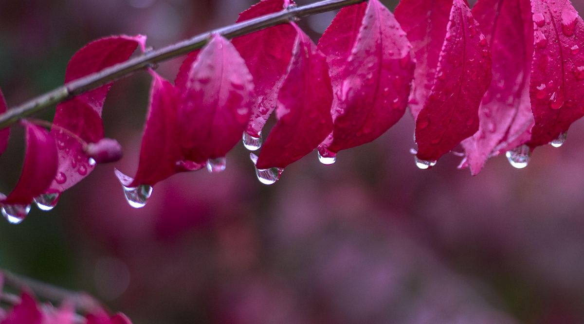 Raindrops cling to the ends of the leaves of this Winged Euonymus Burning Bush at Falls Park in Post Falls on Thursday, Oct. 13, 2016. (Kathy Plonka / The Spokesman-Review)