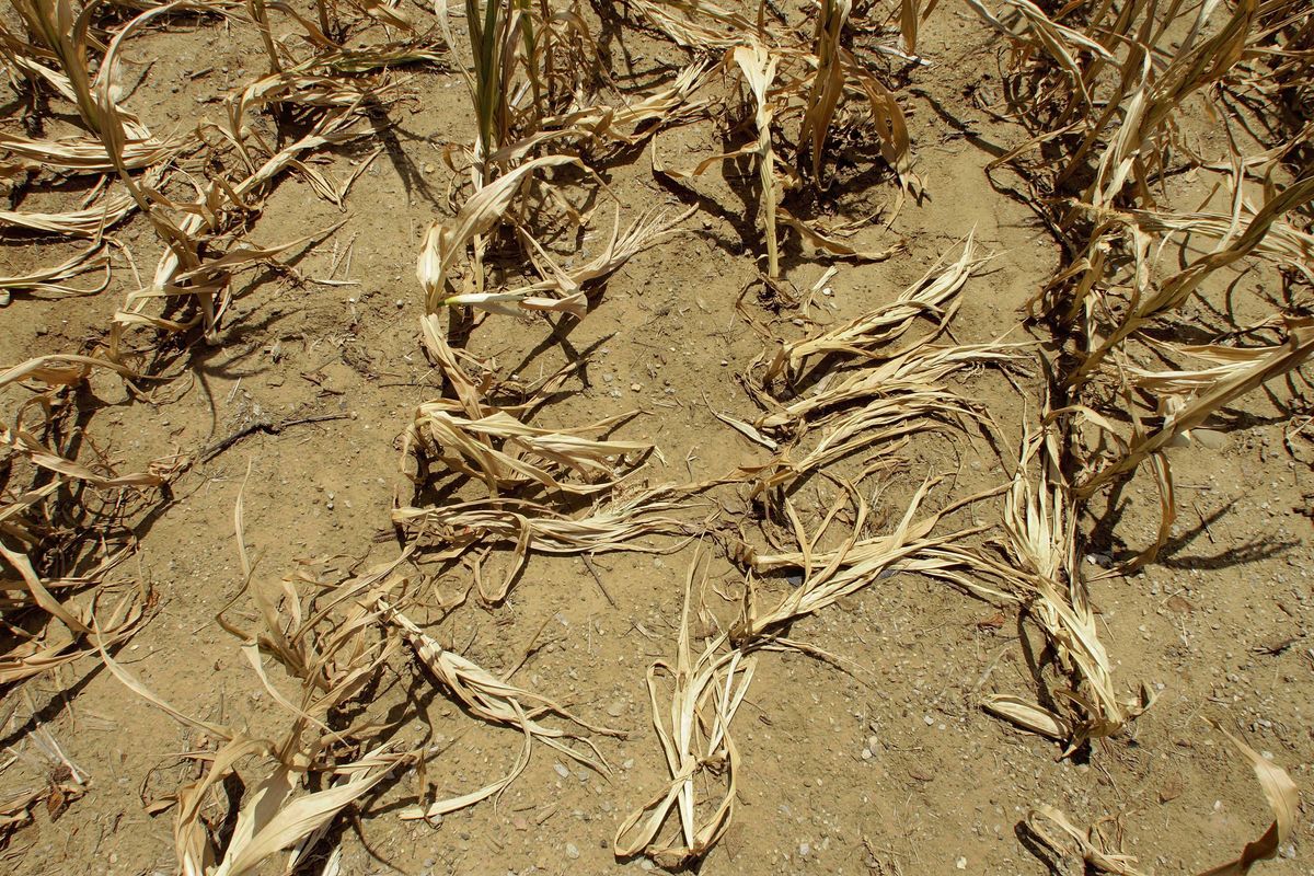 Corn stalks struggling from lack of rain and a heat wave covering most of the U.S. lie flat on the ground in 2012 in Farmingdale, Ill.  (Seth Perlman)