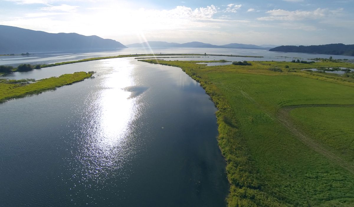Clark Fork Delta replanting volunteers needed The SpokesmanReview