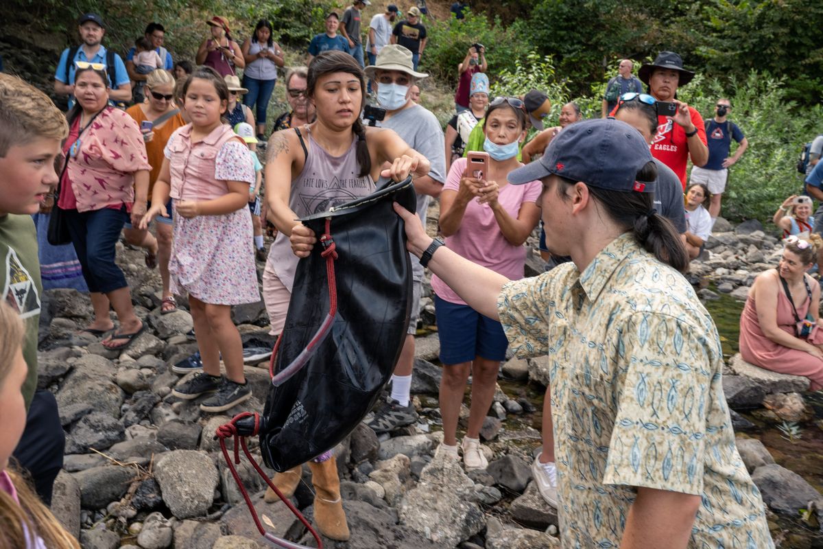 spokane-tribe-releases-150-chinook-salmon-into-spokane-river-aug-24