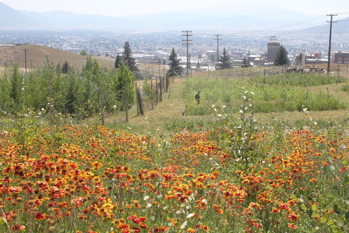 With Indian blanket flower in the foreground, master gardener Norm DeNeal, 69, walks among the sunflowers. The ultimate goal of the project is to protect mine waste buried under the soil cap, but DeNeal is making the space beautiful and restoring the flora native to the area in the process. (Susan Dunlap / Associated Press)