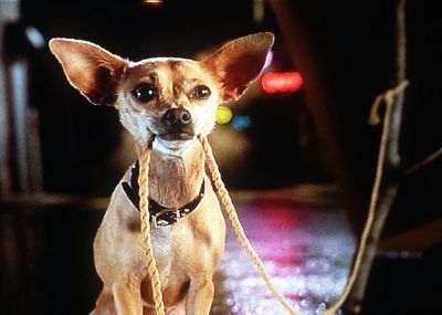 Gidget the talking Chihuahua became a pop-culture hit.  McClatchy Tribune (McClatchy Tribune / The Spokesman-Review)