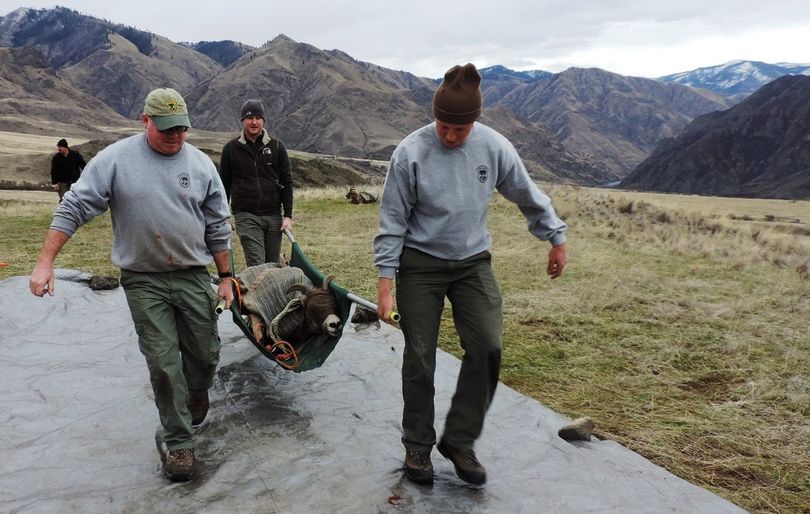 A bighorn sheep ewe is carried to a release site after being captured by helicopter net gunners and worked up by researchers with an ongoing study of wild sheep in Hells Canyon. Idaho Fish and Game staffers from left are Roy Kinner, Josh White and Kyle Christopher. 
 (Idaho Department of Fish and Game)