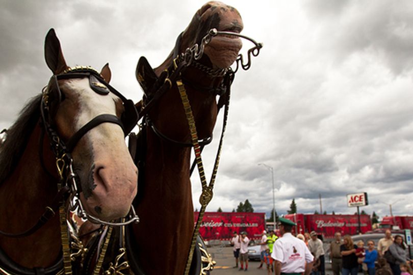 Two horses from Budweiser sit on display as the crowds observe them Thursday at the Super 1 in Hayden. (Mike Curry/press)
