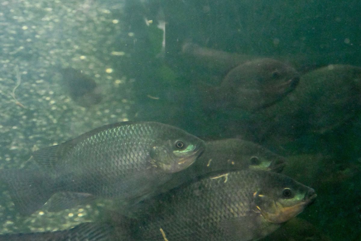 Blue tilapia swim in a tank Thursday at the Spokane Community College greenhouse as part of a new aquaponics program, which uses waste from the fish to grow lettuce at SCC’s greenhouse in Spokane.  (Tyler Tjomsland/The Spokesman-Review)