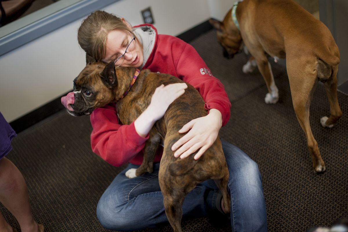 WSU student Stephanie Lind holds Legacy the boxer before heading to a final Tuesday at WSU Spokane. Of her pre-final stress level, Lind said, laughing, “It was lower in the room with the dogs.” (Tyler Tjomsland)