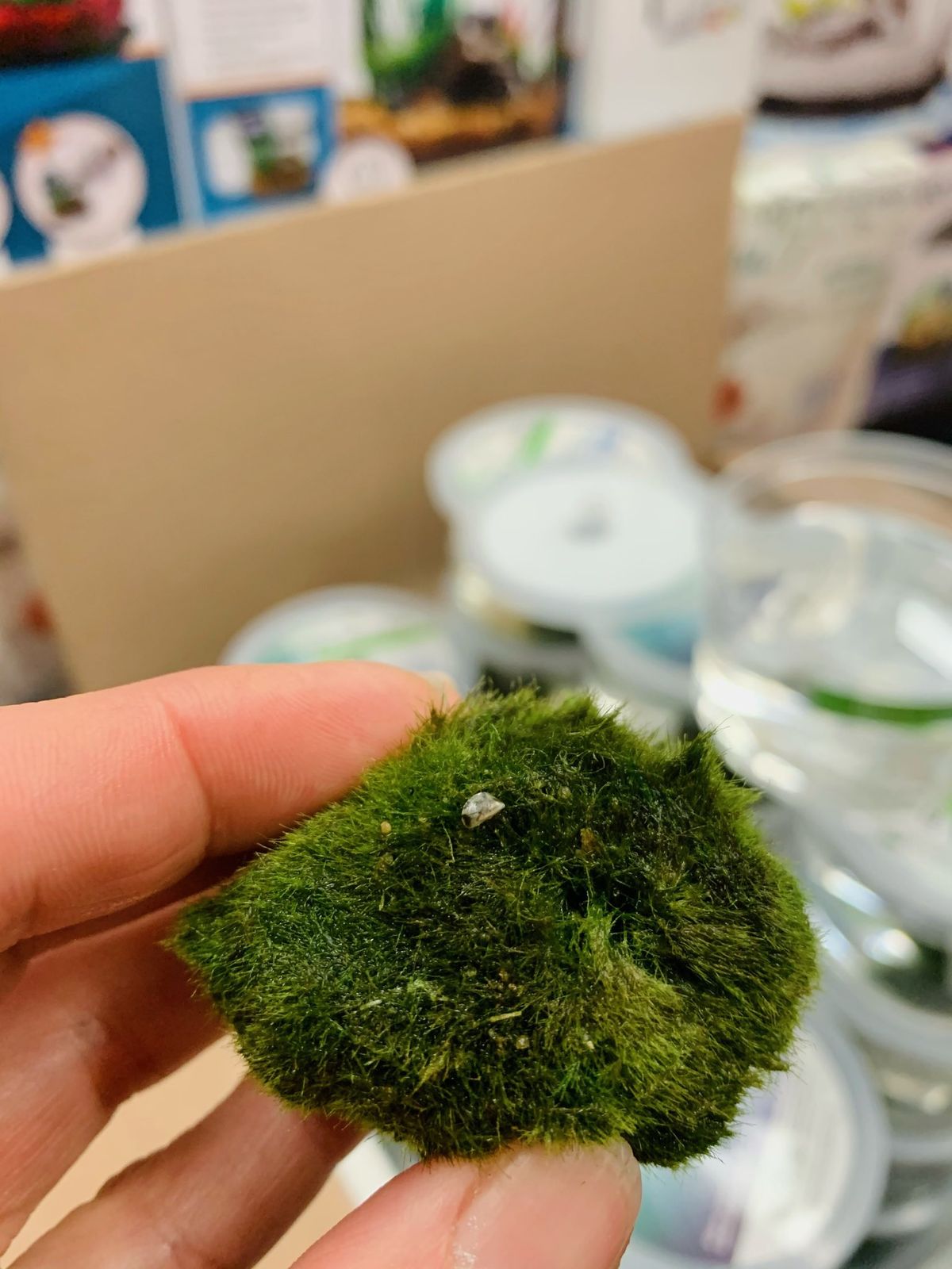 Wildlife officials and pet store employees in five different states are reporting finding zebra mussels in moss balls like the one pictured here.  (Courtesy of Jamie Brunner)