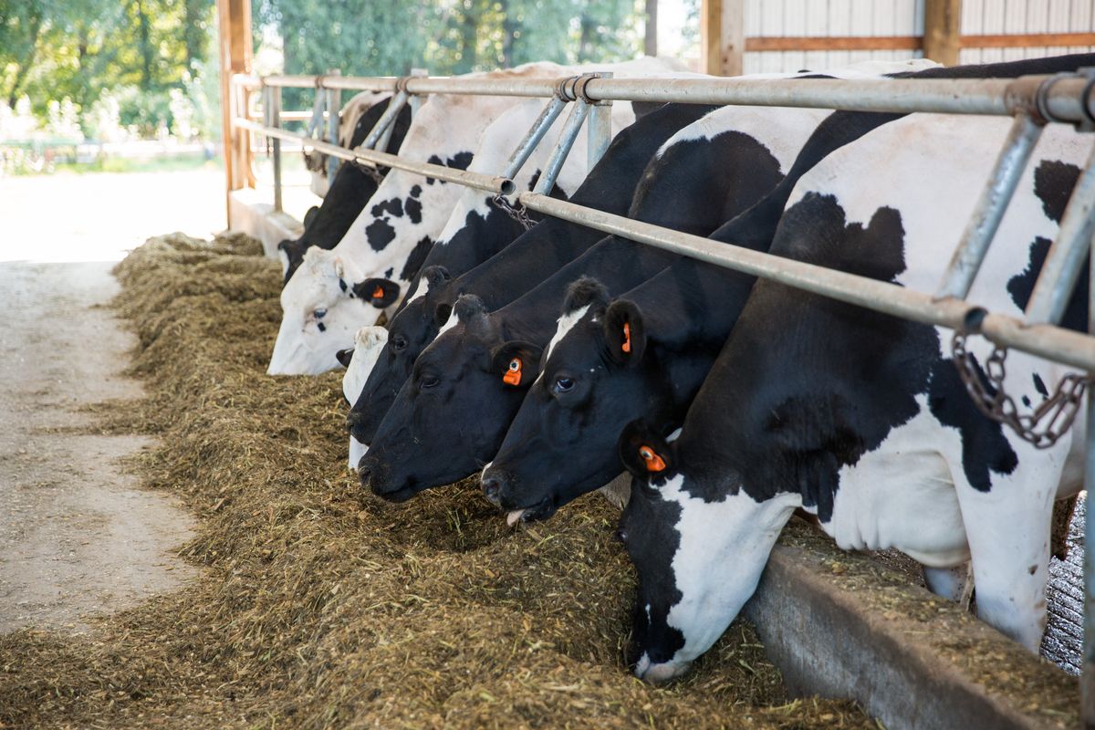 The dairy industry has been focusing on developing and implementing sustainable practices which help quality and reduce waste. (Courtesy Dairy Farmers of Washington)