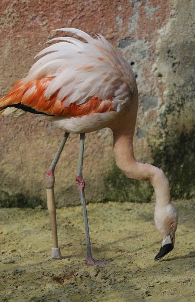 A Chilean flamingo stands with the help of a specially-made prosthetic leg at a zoo in Sorocaba, Brazil, Tuesday. (Associated Press)